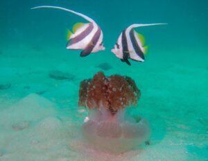 Bannerfish and Lionsmane Jelly