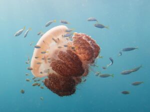 Lionsmane jelly